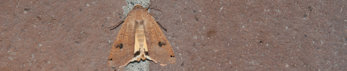 Moth on bricks